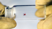 deer tick carries spyroketes that cause Lyme disease